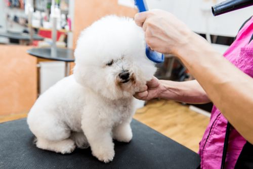 关于比熊犬,这些知识,你知道多少