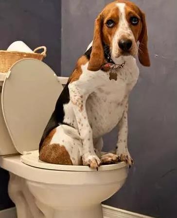 主人在家狗狗就会乖乖的去狗厕所,人不在时就乱拉尿,为什么