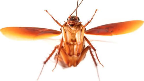 蟑螂胃里竟有 牙齿 蟑螂身上究竟有多少 超越人类 的地方 