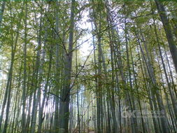 关于竹子景色的诗句是什么意思