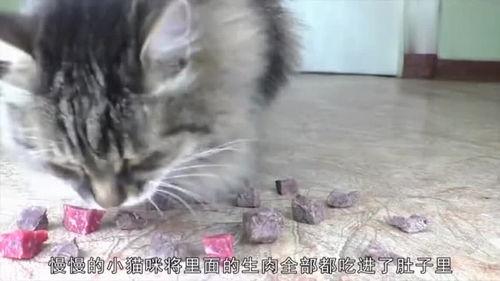 猫咪到底喜欢吃生肉还是熟肉 主人测试后,结果显而易见 