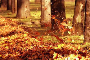 秋风起，落叶纷飞