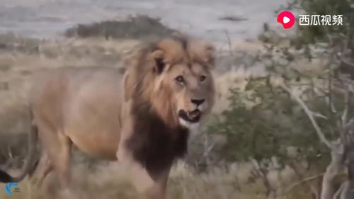 动物世界 鬣狗惹怒狮子被教训 