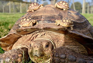 苏卡塔尔陆龟,苏卡塔尔陆龟寿命多少