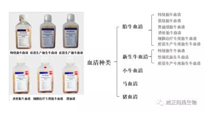 血清都含有什么?