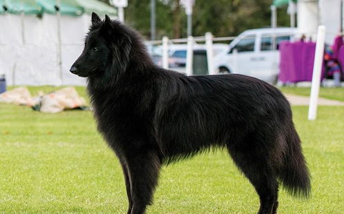 你认识比利时牧羊犬吗 它们是勤劳的犬种,也是极为优秀的工作犬