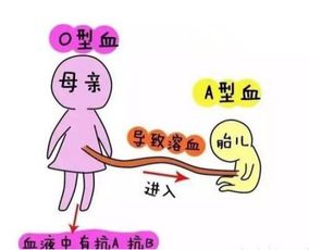 什么血型和B型血生的孩子是B型血 