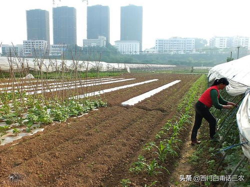 9月1日起,在耕地上栽树是否违法,会罚多少钱 农民朋友赶快了解