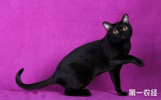 孟买猫都是黑猫吗 孟买猫和黑猫的区别