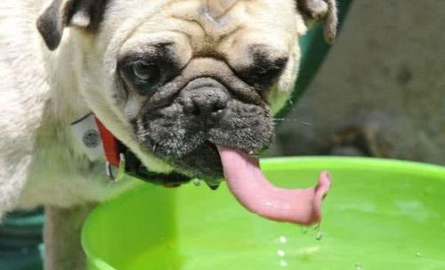 狗喝水是什么姿势 给它喝水,一定要注意这些事项