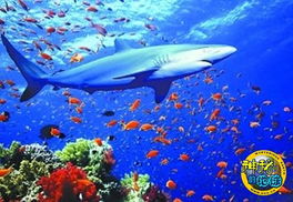 美国野生救援协会向全球发布鲨鱼调研报告 