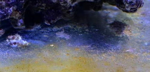 鱼缸的青苔生成与褐藻和小球藻,以及鱼缸的水质有什么关系