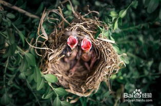 在家里制作一个鸟蛋孵化器并完成蛋的孵化