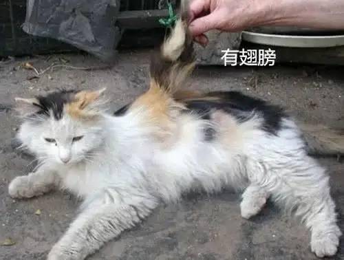 大妈捡了只长 翅膀 的猫,邻居劝她扔掉 历史上记载过的