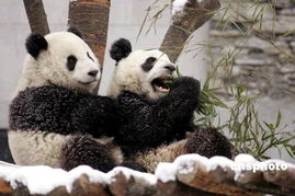赠台大熊猫 团团 圆圆 将于本周三飞抵广州 
