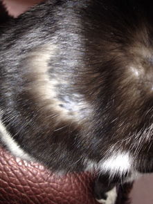 我家的猫咪身上出现了一块块的掉毛,属于什么病象,怎么治疗 