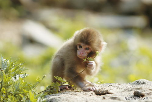 到日本泡温泉有什么意思 看喜欢泡温泉的猴子才有意思呢
