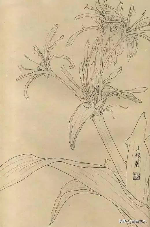 百花白描线稿 