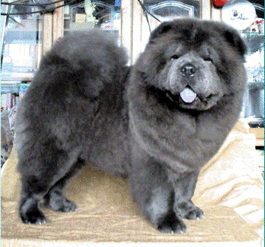 松狮犬 英文名 Chow Chow 