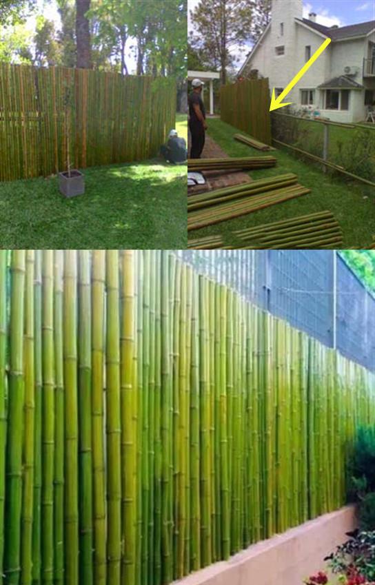 不花钱,就地取材,将砍来的竹子绑一绑围成小院,漂亮又有田园味