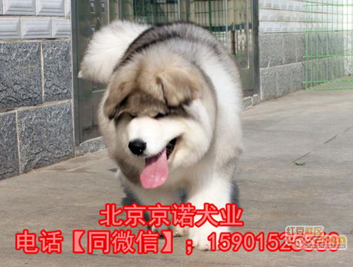 北京纯种阿拉斯加犬多少钱 北京哪里有卖阿拉斯加幼犬 签协议 