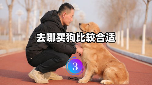 去哪买狗比较合适