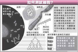 欧洲科学家称能测量人类寿命长短 惹伦理争议 