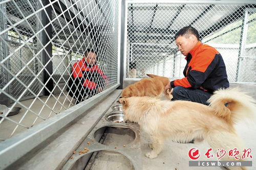 长沙首个犬只留检场所投入运营,市民可在此免费领养犬只