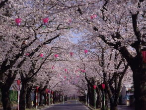 日本樱花季节预报图链接到日本樱花预报网站(日本樱花服务器免费网站1112)