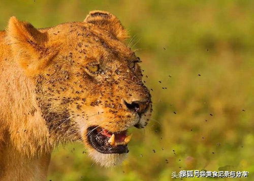 为什么狮子总是满脸苍蝇,老虎的脸上却经常干干净净