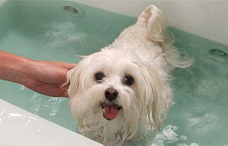 狗狗洗澡多久一次