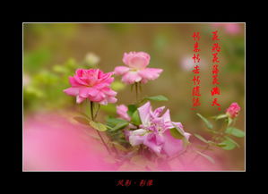 花开花落花落满天