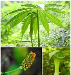 最近好多人都去挖荠菜,快看看吧,太吓人了 