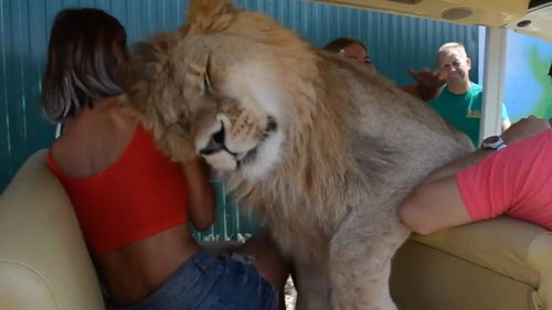 狮子跳进坐满游客的开放式车辆,求抱抱求亲亲,你真的是狮子吗 