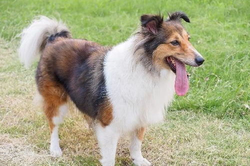 很多动物喜欢飞盘,但你知道如何正确的训练狗狗玩飞盘吗