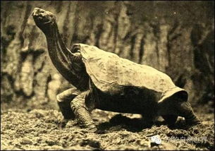 平塔岛象龟 有望重生