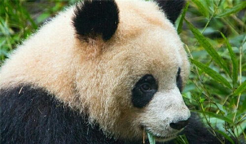 大熊猫属于熊科而非猫科 称之为 猫熊 不是更恰当 