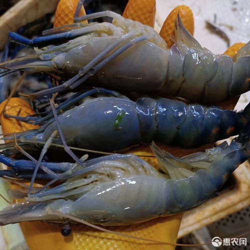 冰鲜罗氏沼虾冰鲜罗氏虾淡水虾餐厅食材批发供应冰冻罗氏虾子价格25元 斤 惠农网 