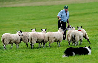 国际牧羊犬大赛现场 国际牧羊犬大赛图片 