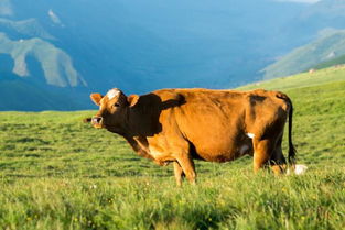 牛一般能活多少年 牛可以活50年吗