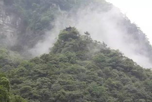 南川金佛山还有雪吗(一般金佛山是什么时候开始下雪)