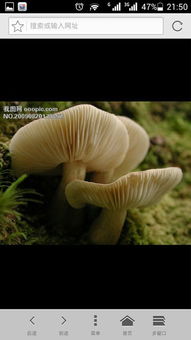 蘑菇种子怎么来的,蘑菇种子在哪个部位图文