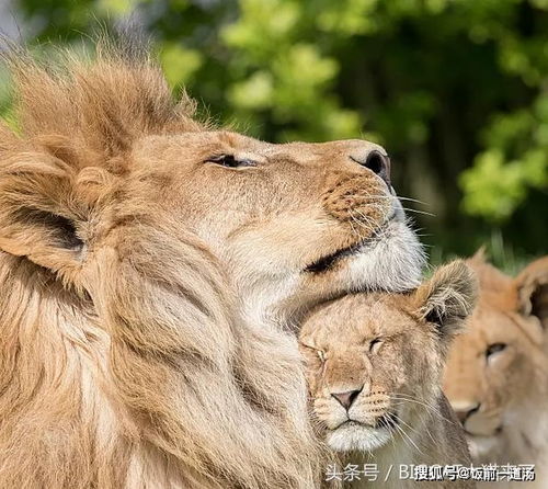 雄狮是个坏爸爸 看看其他猫科动物,你就知道雄狮对孩子有多好了