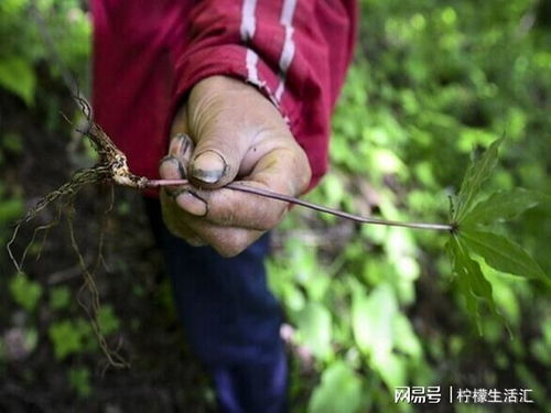 超星大雅查重率太高？试试这些技巧