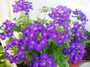 开紫色花的花卉有哪些,开紫色花的花卉有哪些