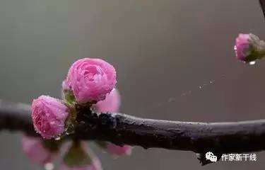 清风徐来花韵盎然