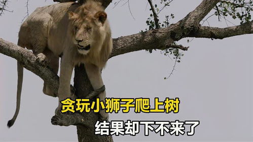 小狮子爬树下不来,狮妈带兄弟们救援,却谁也上不去,太尴尬了 