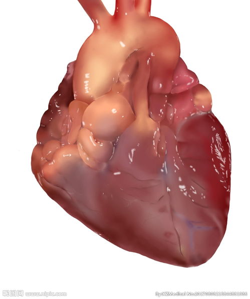 医学插画心脏图片 