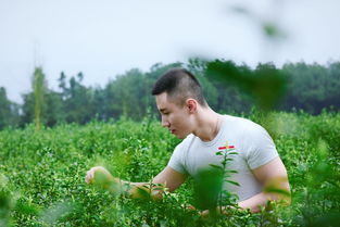 最美茶园 最美味道 重庆定心茶园之旅,寻春随手拍