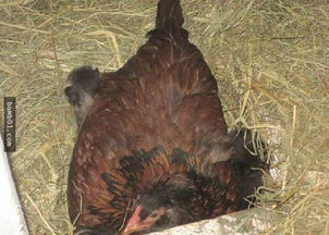 不会下蛋的傲娇母鸡一直不动,主人靠近她才发现身下藏有宝贝